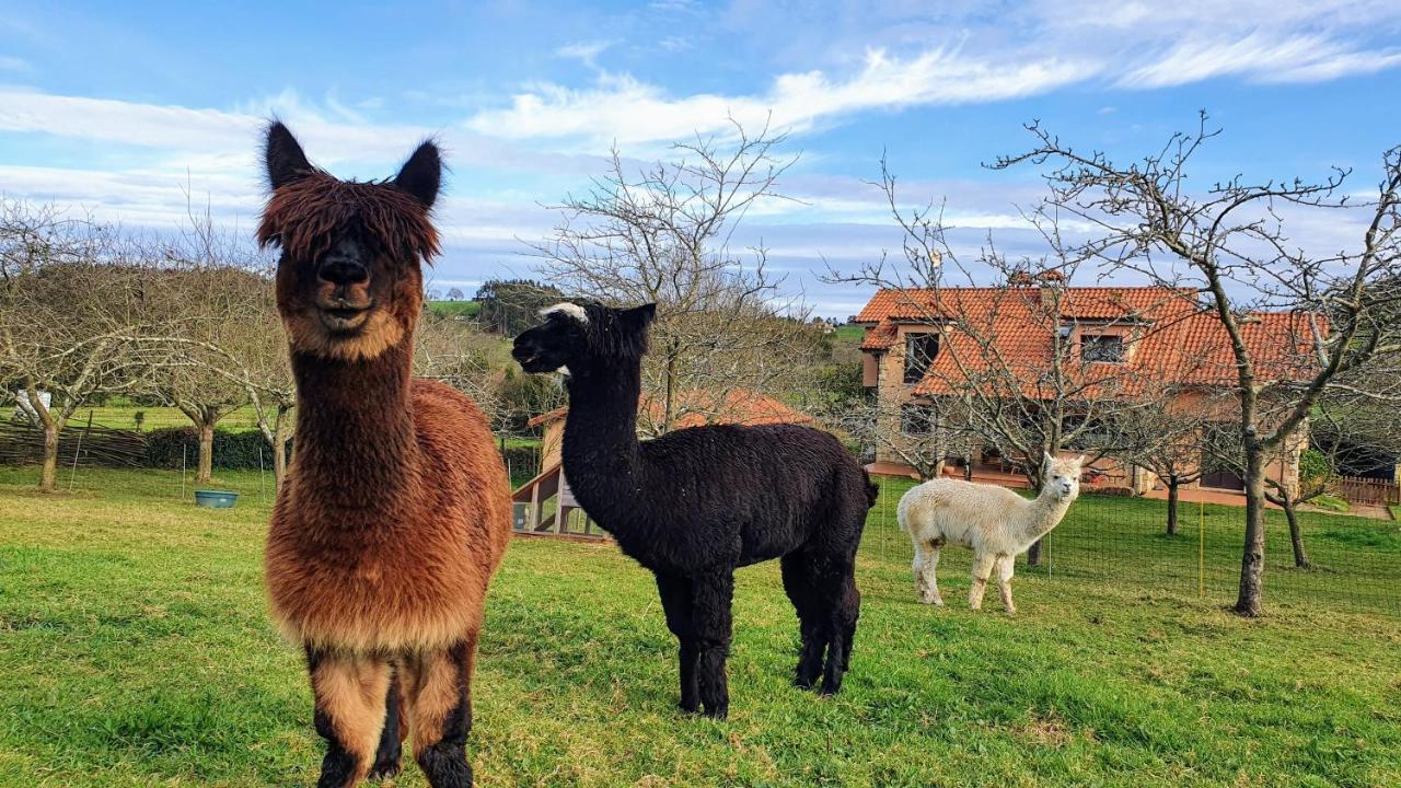 Hotel 3 Alpacas La Campa 외부 사진