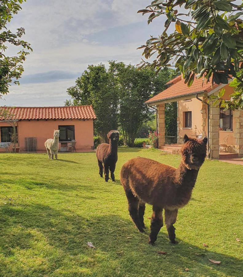 Hotel 3 Alpacas La Campa 외부 사진