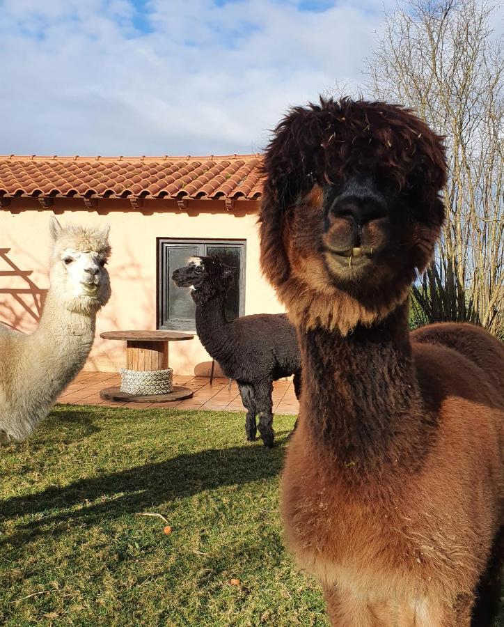 Hotel 3 Alpacas La Campa 외부 사진