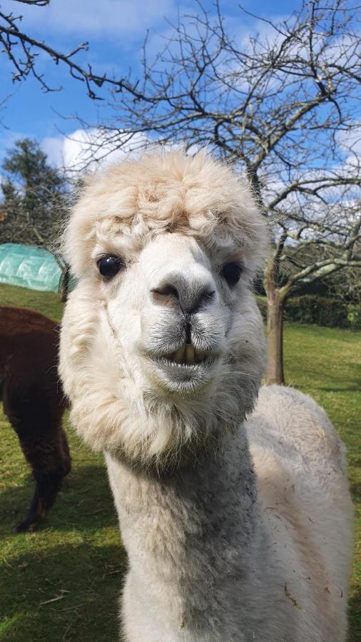 Hotel 3 Alpacas La Campa 외부 사진