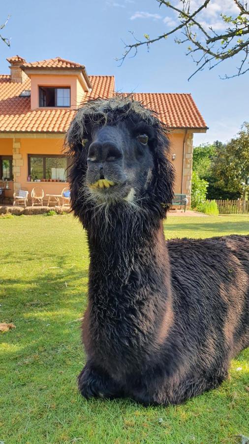 Hotel 3 Alpacas La Campa 외부 사진