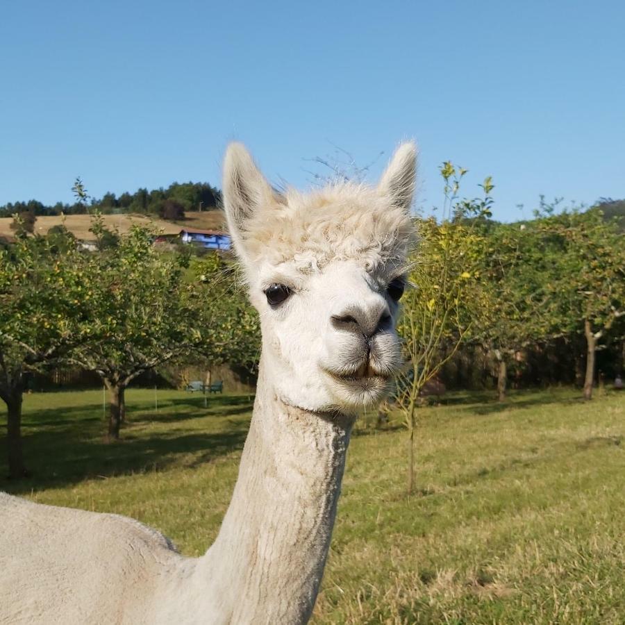 Hotel 3 Alpacas La Campa 외부 사진